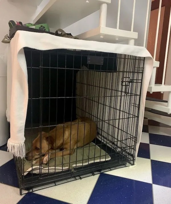 Is It Safe To Put A Blanket Over A Dog Crate