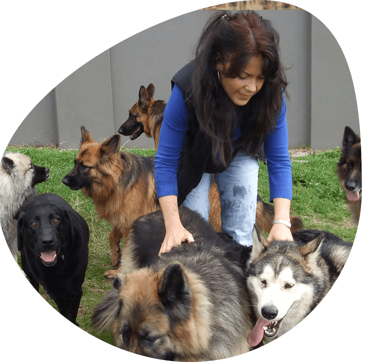 Home Puppy & Dog Training Sydney K9 Trainer