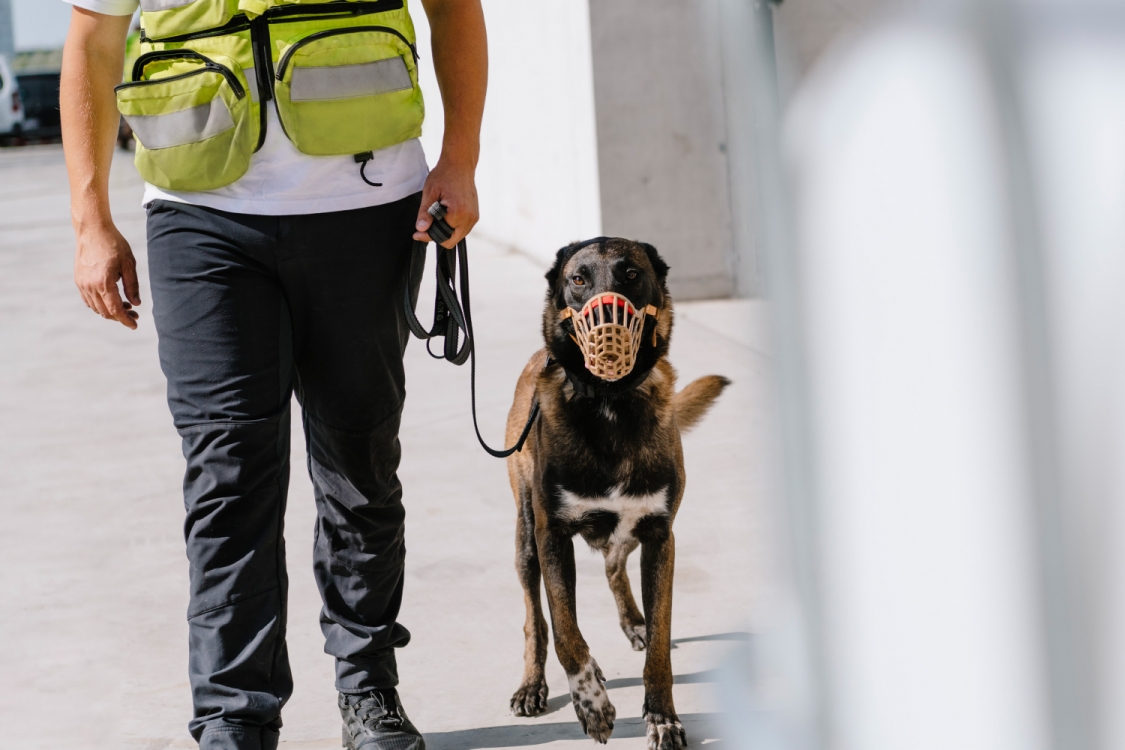 Guard Dogs K9 Training Center