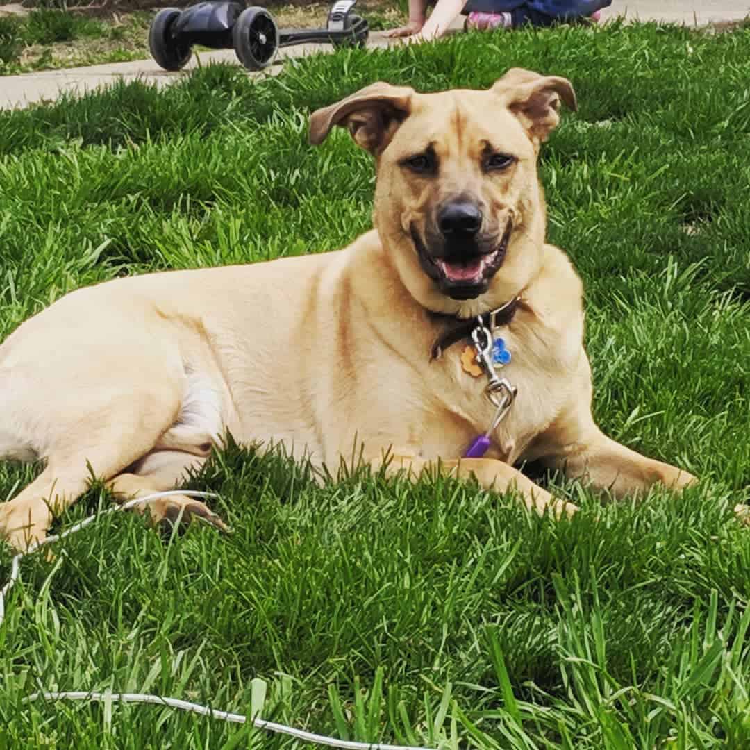 Mountain Cur 101 The Perfect Dog For the Adventurous and Outdoor