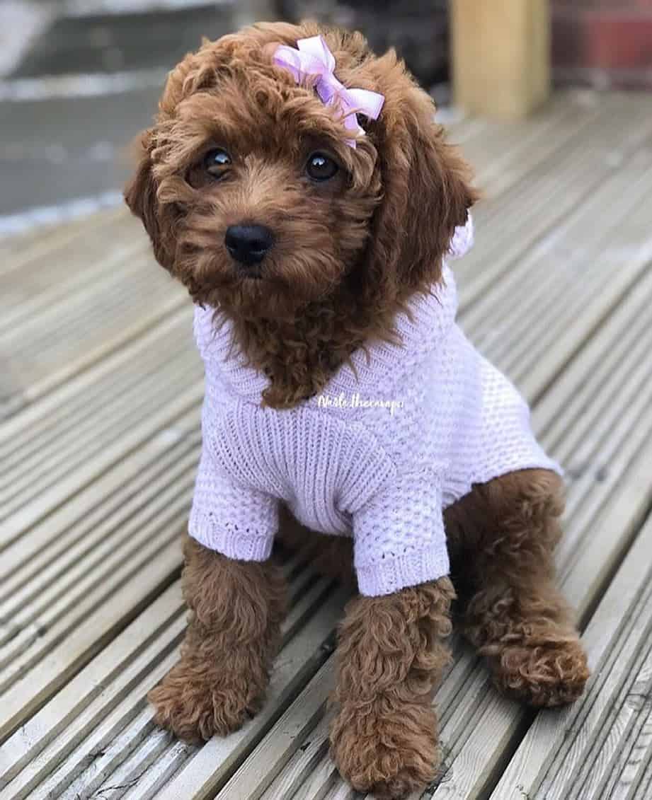 Cavapoo Your AllAround Wonder Dog K9 Web