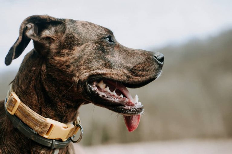 Mountain Cur 101 The Perfect Dog For the Adventurous and Outdoor