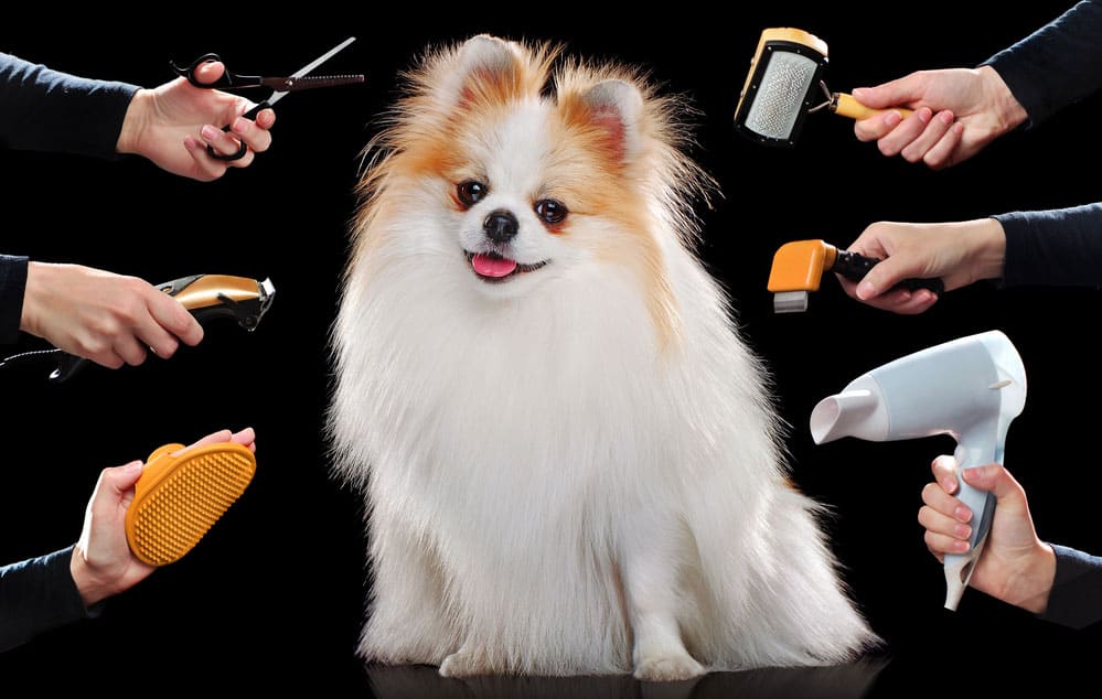 Pomeranian Haircuts You Need to Show Your Groomer K9 Web