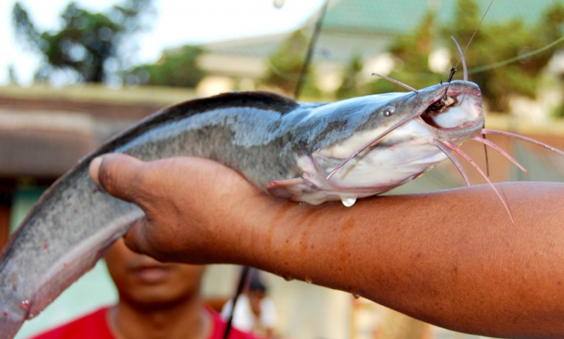 Pemancingan Lele, Merawatnya Mudah, Harga Stabil