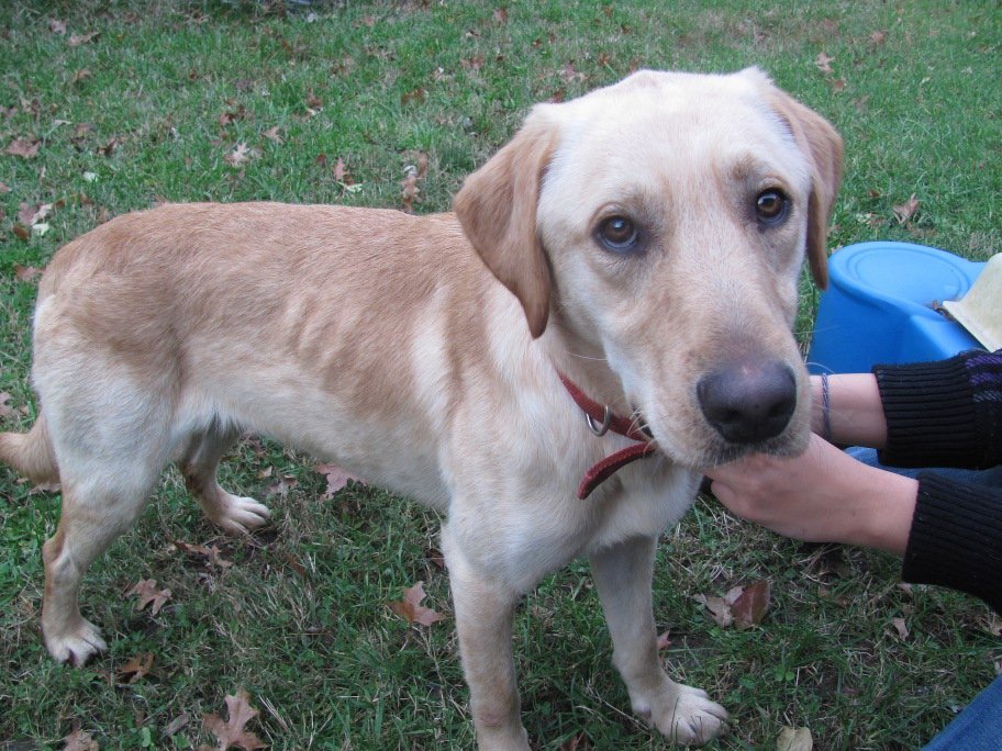 Found dog