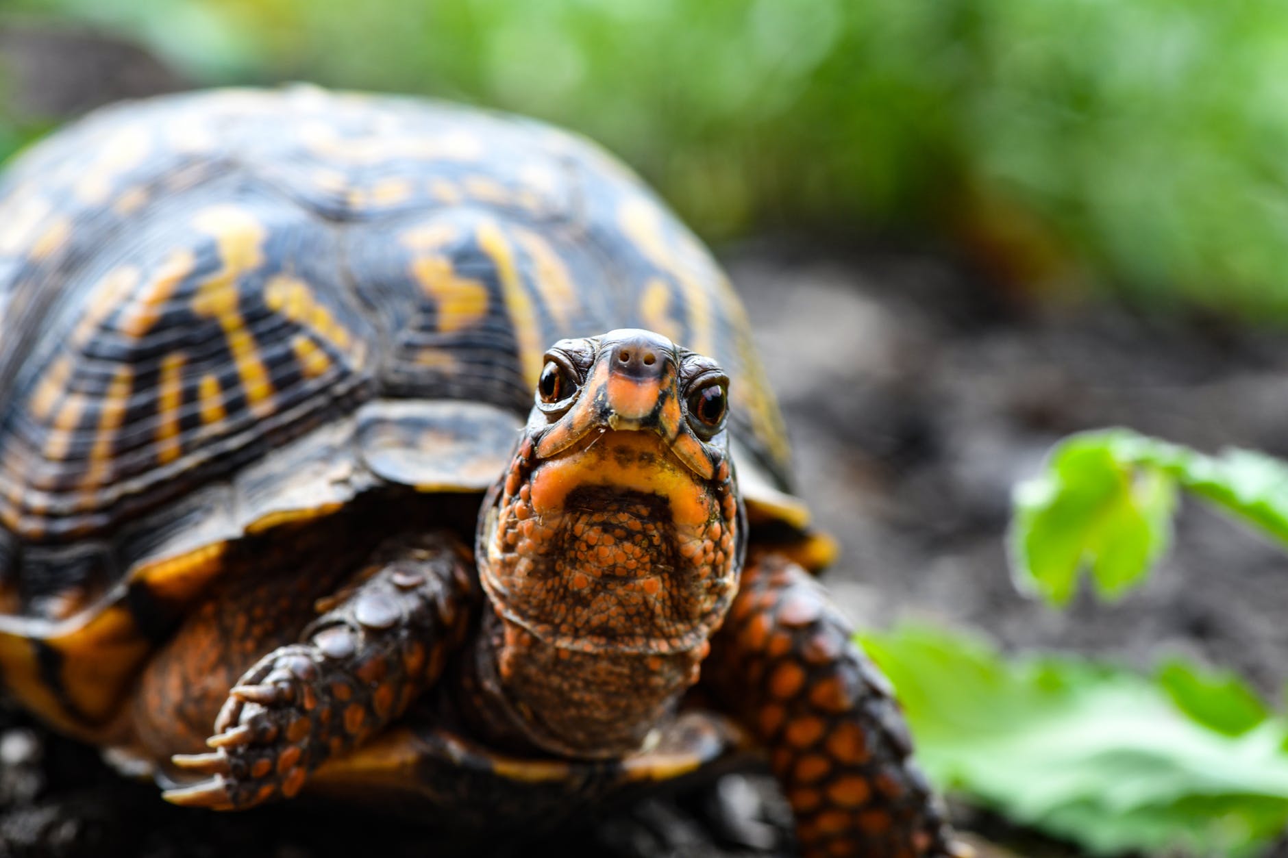Die Geschichte der Schildkröte