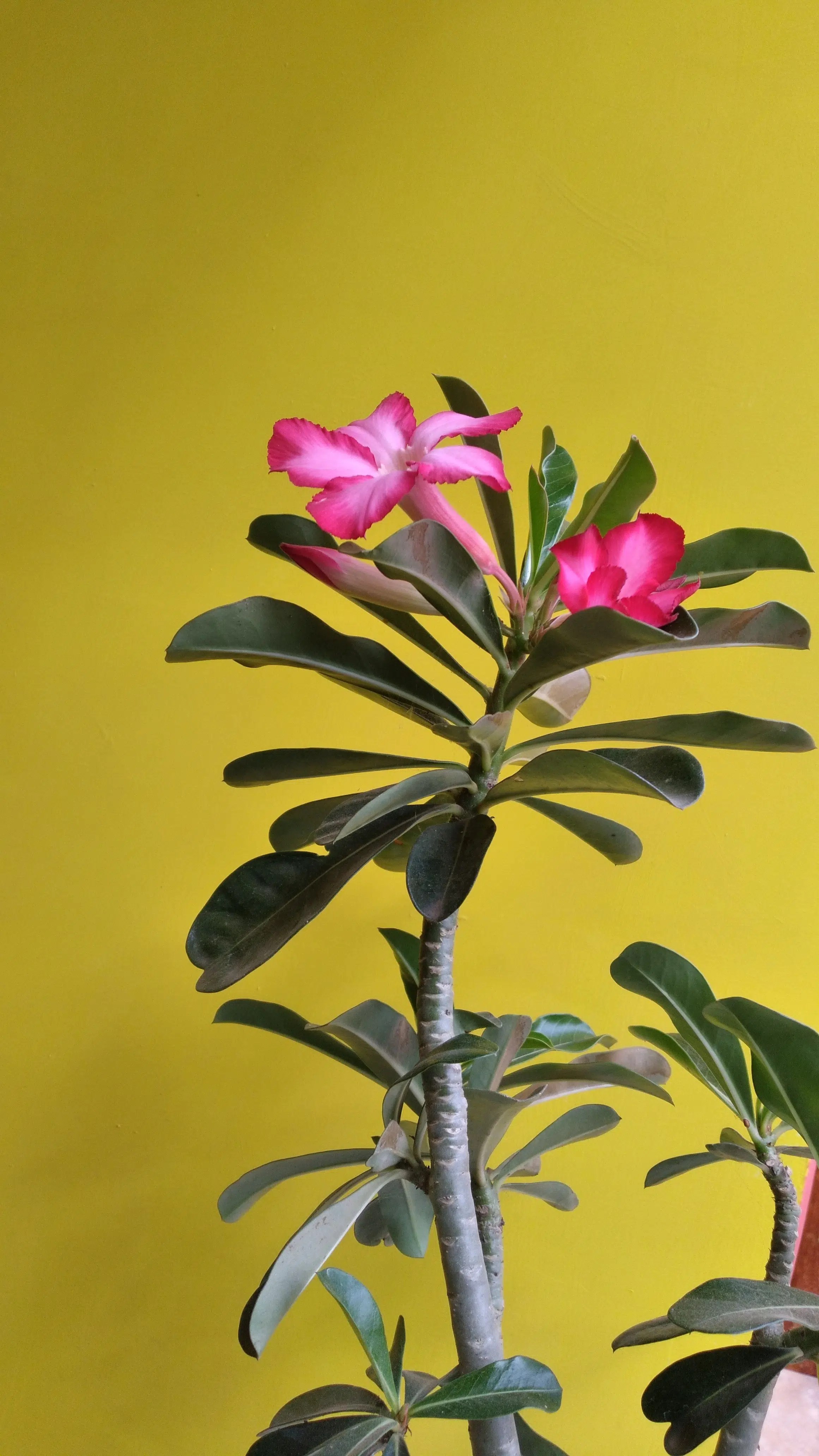 Growing Adenium from Seeds Kalie Stephan