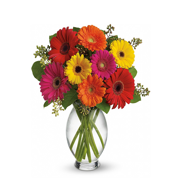 12 Mix Gerberas Bunch Flower Delivery Near Me Kalpa Florist