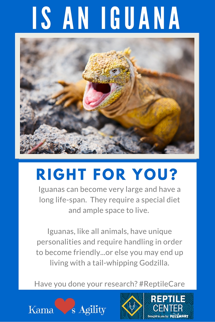 Is an Iguana Right for Your Family? ReptileCare Kama