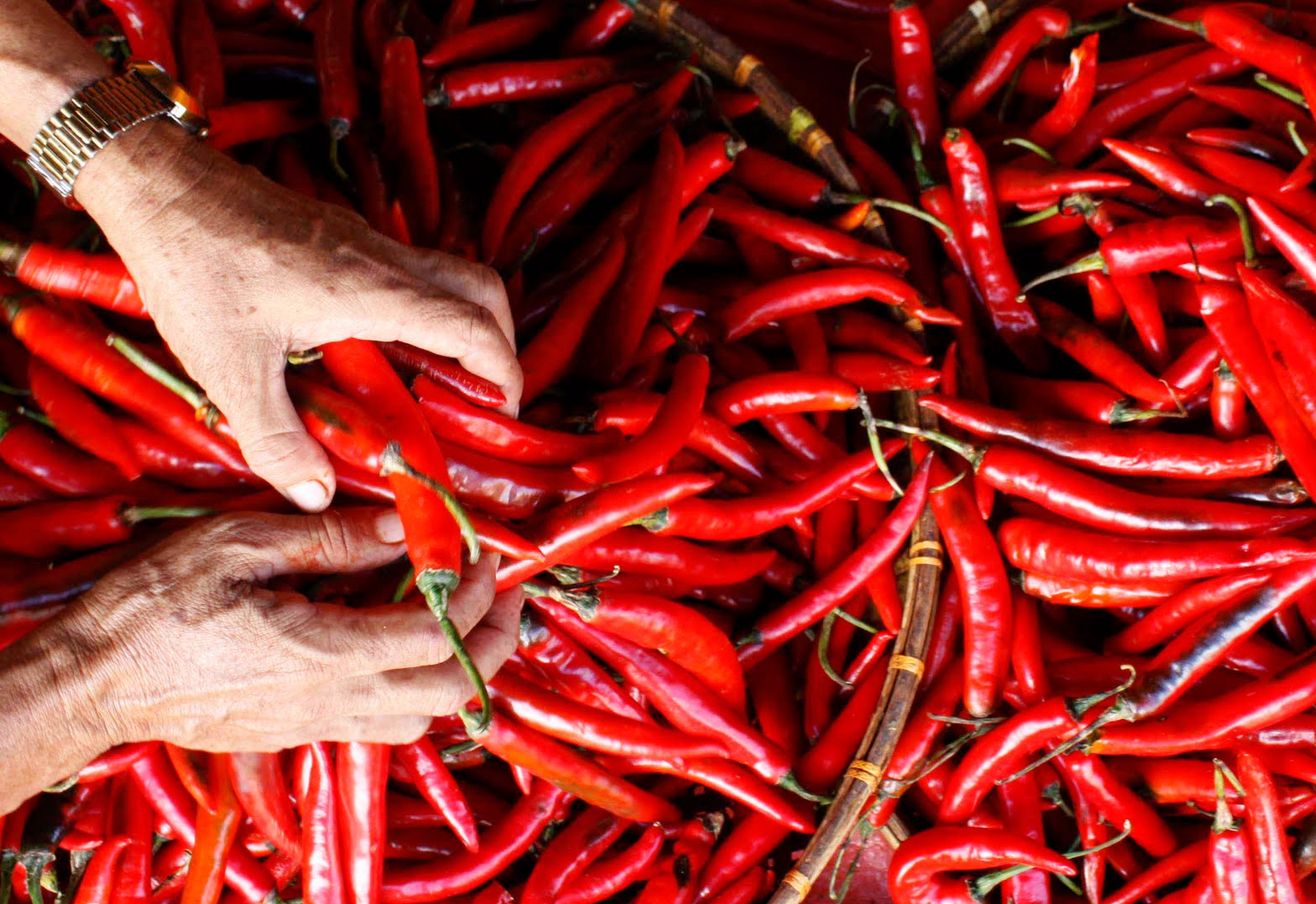 Cara Budidaya Cabe Merah Besar