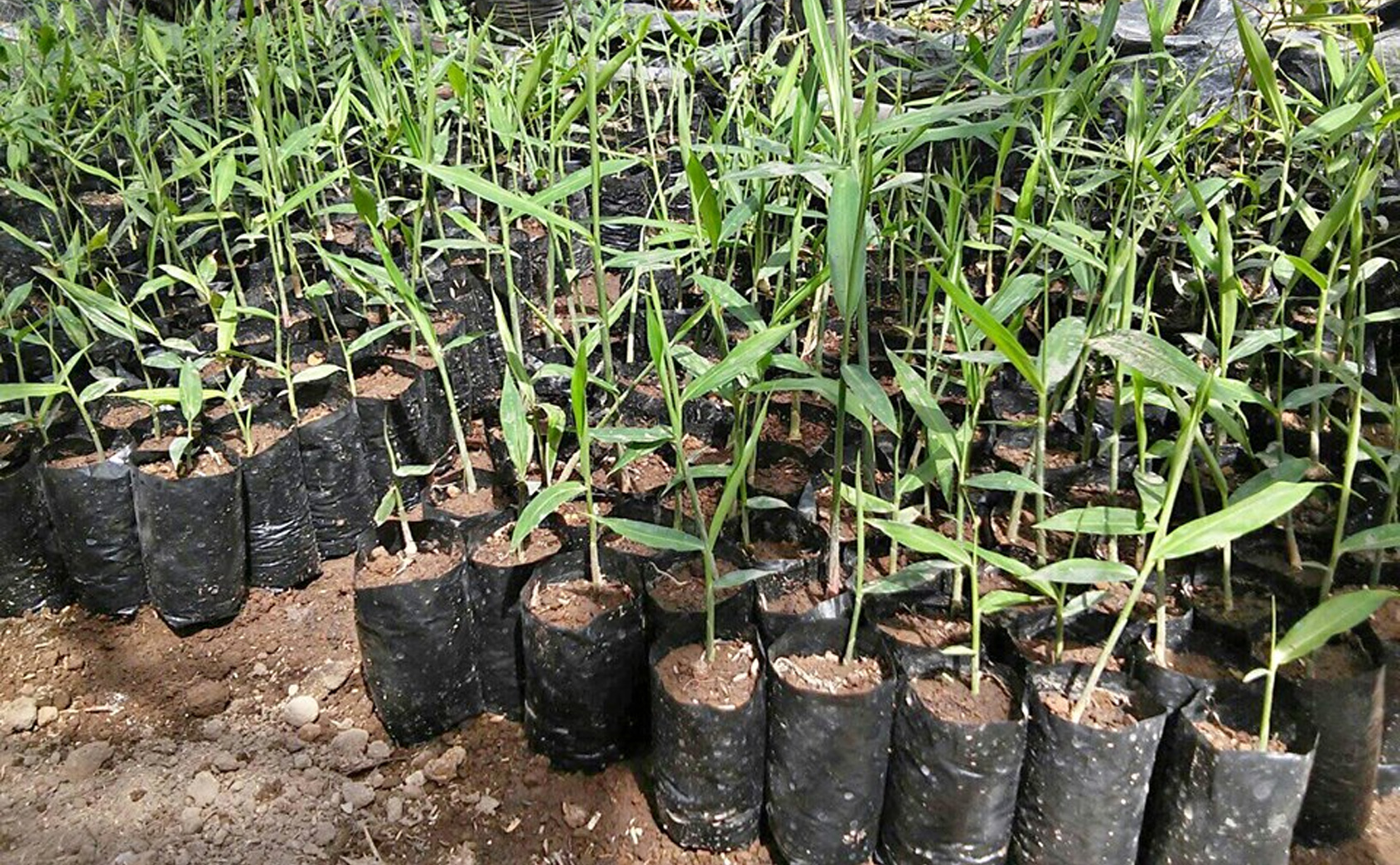 Cara Pembibitan Jahe