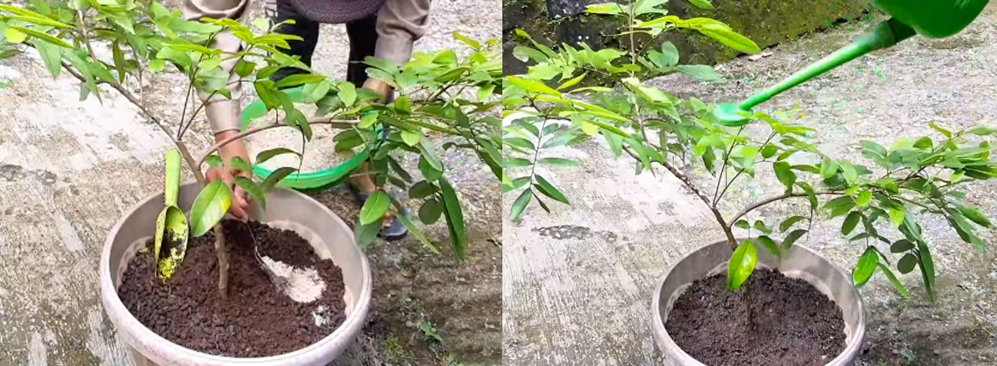 Cara Membuat Trichoderma