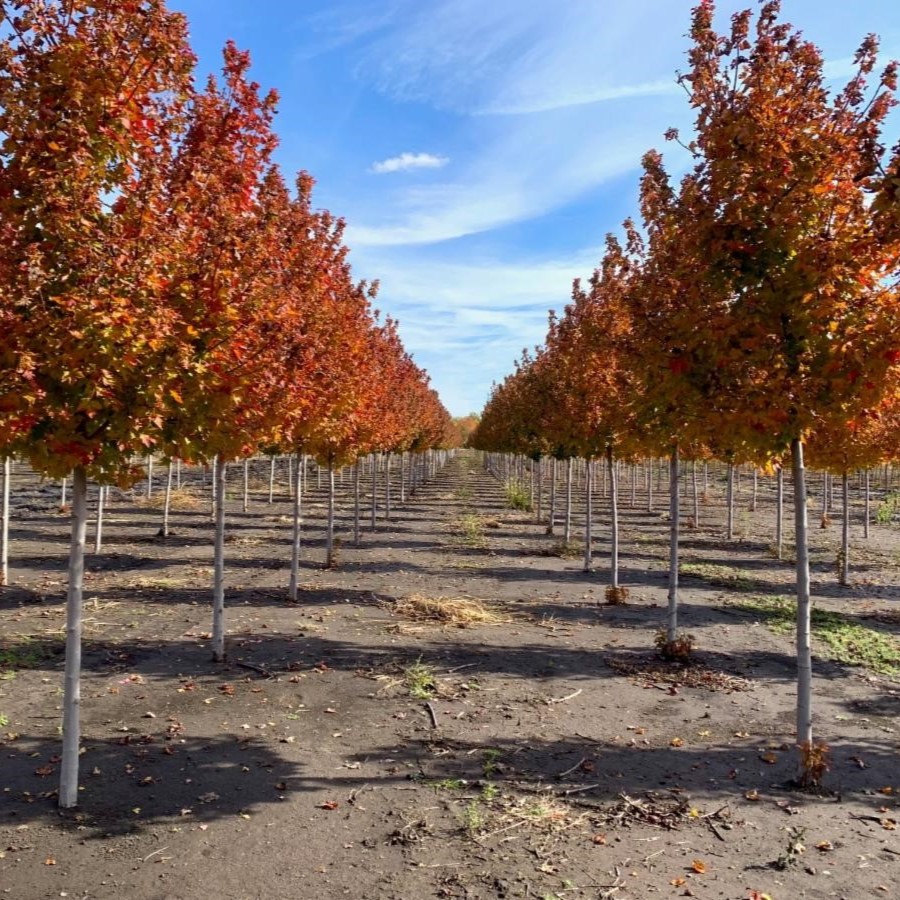 Acer rubrum 'Frank Jr.' Redpointe® Red Maple Maple, Redpointe® from