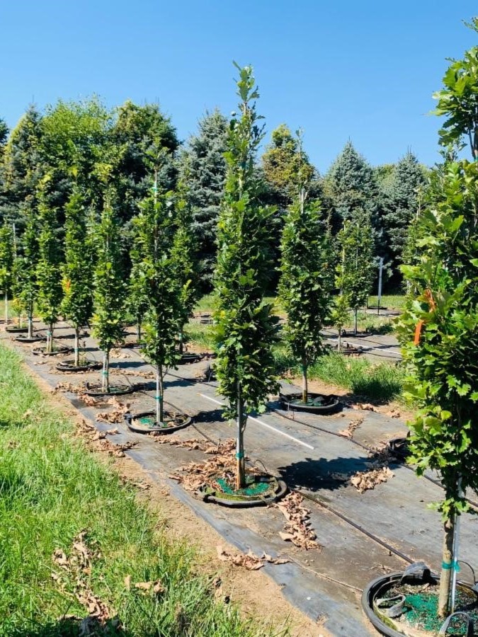 Quercus robur x bicolor 'Nadler' Oak, Kindred Spirit® from Kankakee Nursery