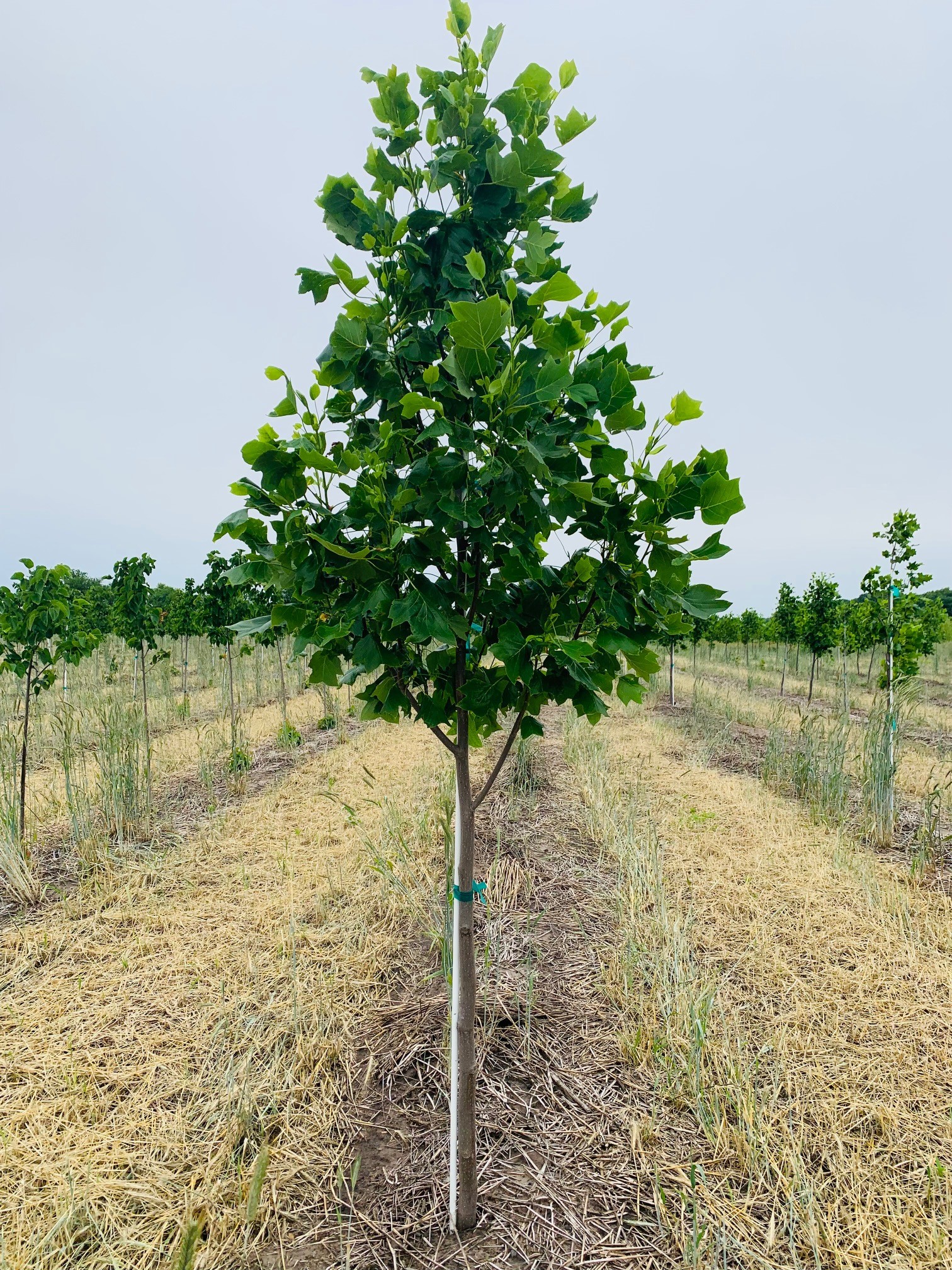 Liriodendron tulipifera 'JFSOz' Emerald City® Tulip Tree Tulip Tree