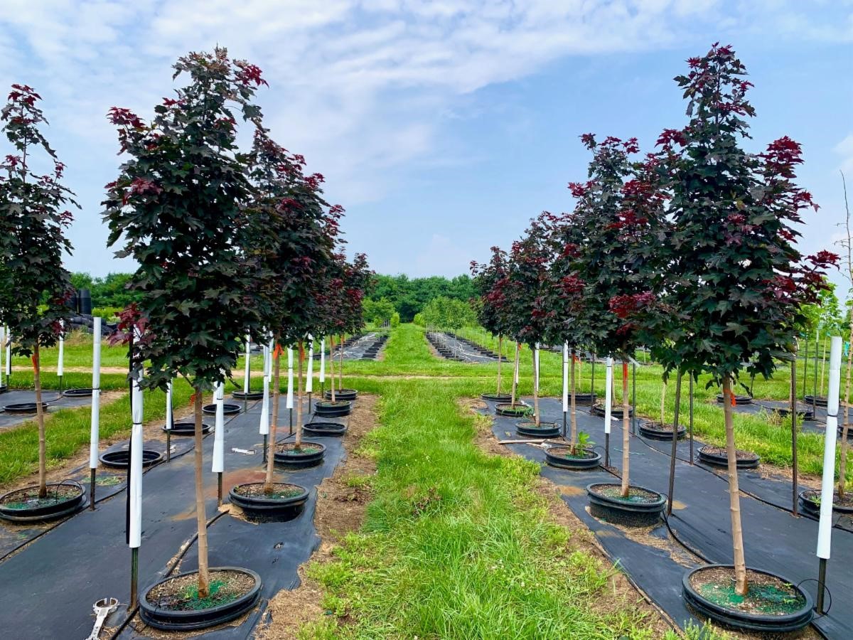 Acer trunc. x plat. 'JFSKW202' Crimson Sunset® Maple Maple, Crimson