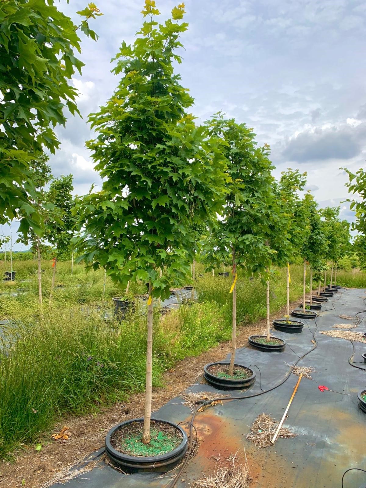 Acer saccharum 'Bailsta' Fall Fiesta® Sugar Maple Maple, Fall Fiesta