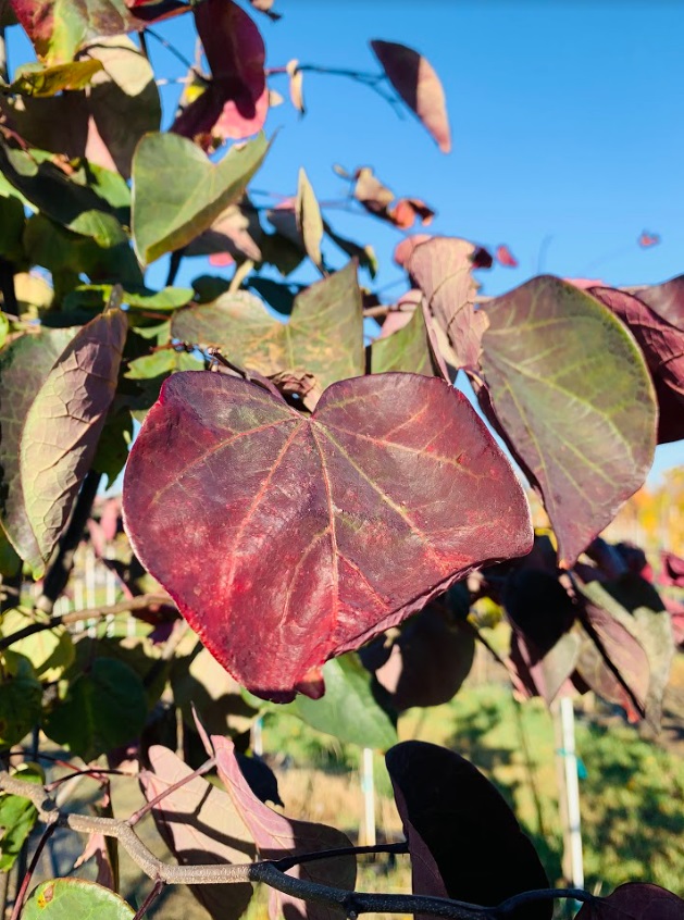 Cercis canadensis 'Forest Pansy' Redbud, Forest Pansy from Kankakee Nursery