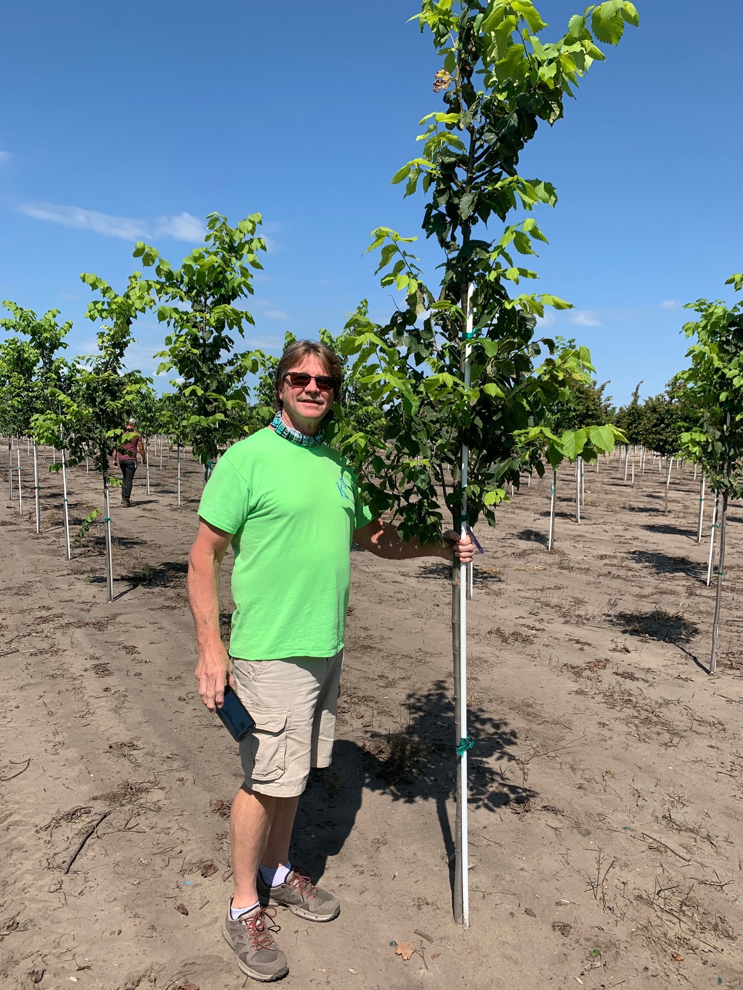 Ulmus americana 'Jefferson' Elm, Jefferson American from Kankakee Nursery