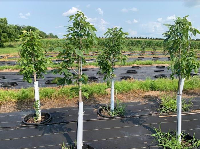 Carya ovata Shagbark Hickory Hickory, Shagbark from Kankakee Nursery