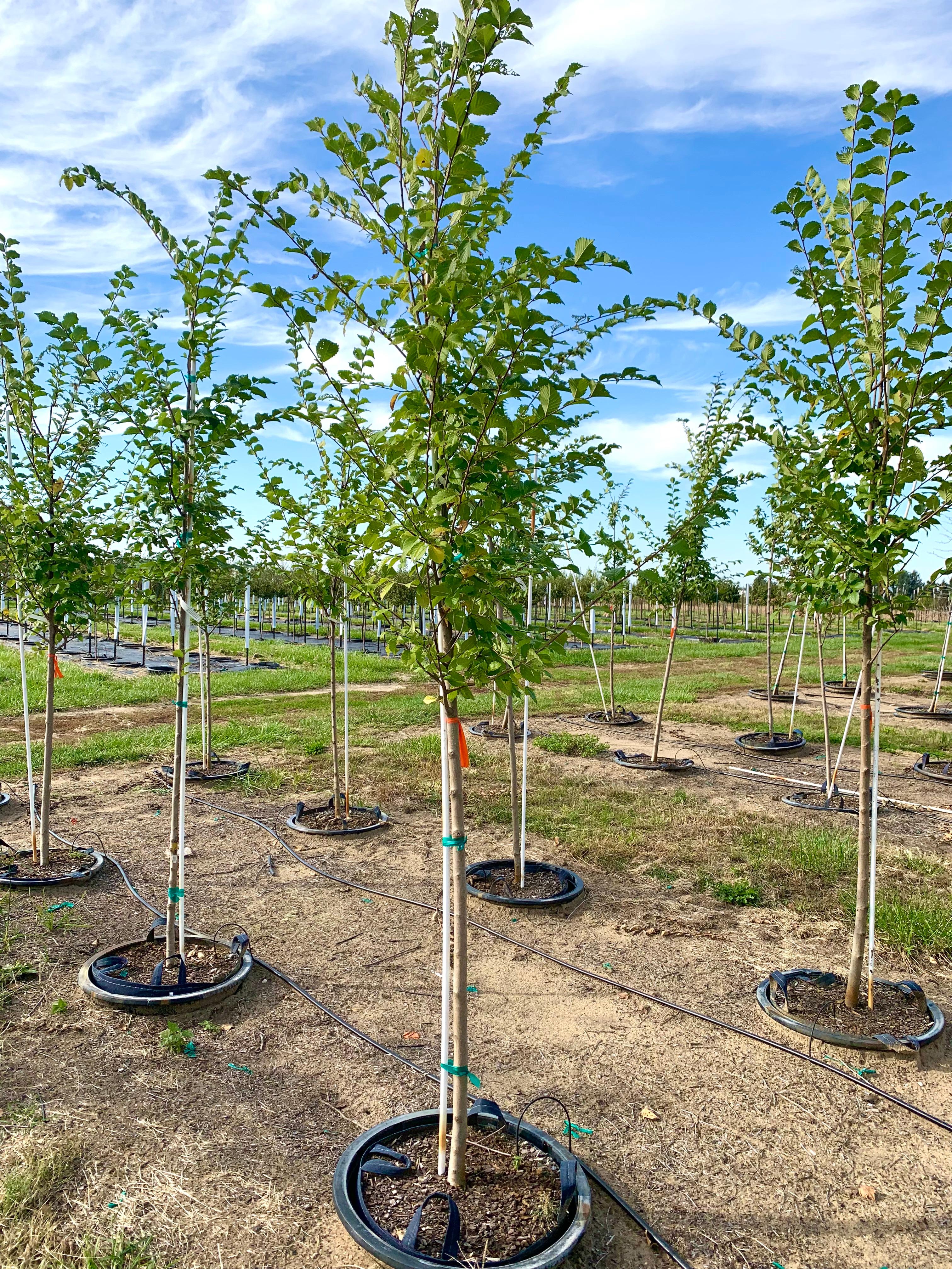 Ulmus 'Morton Stalwart' Elm, Commendation™ from Kankakee Nursery