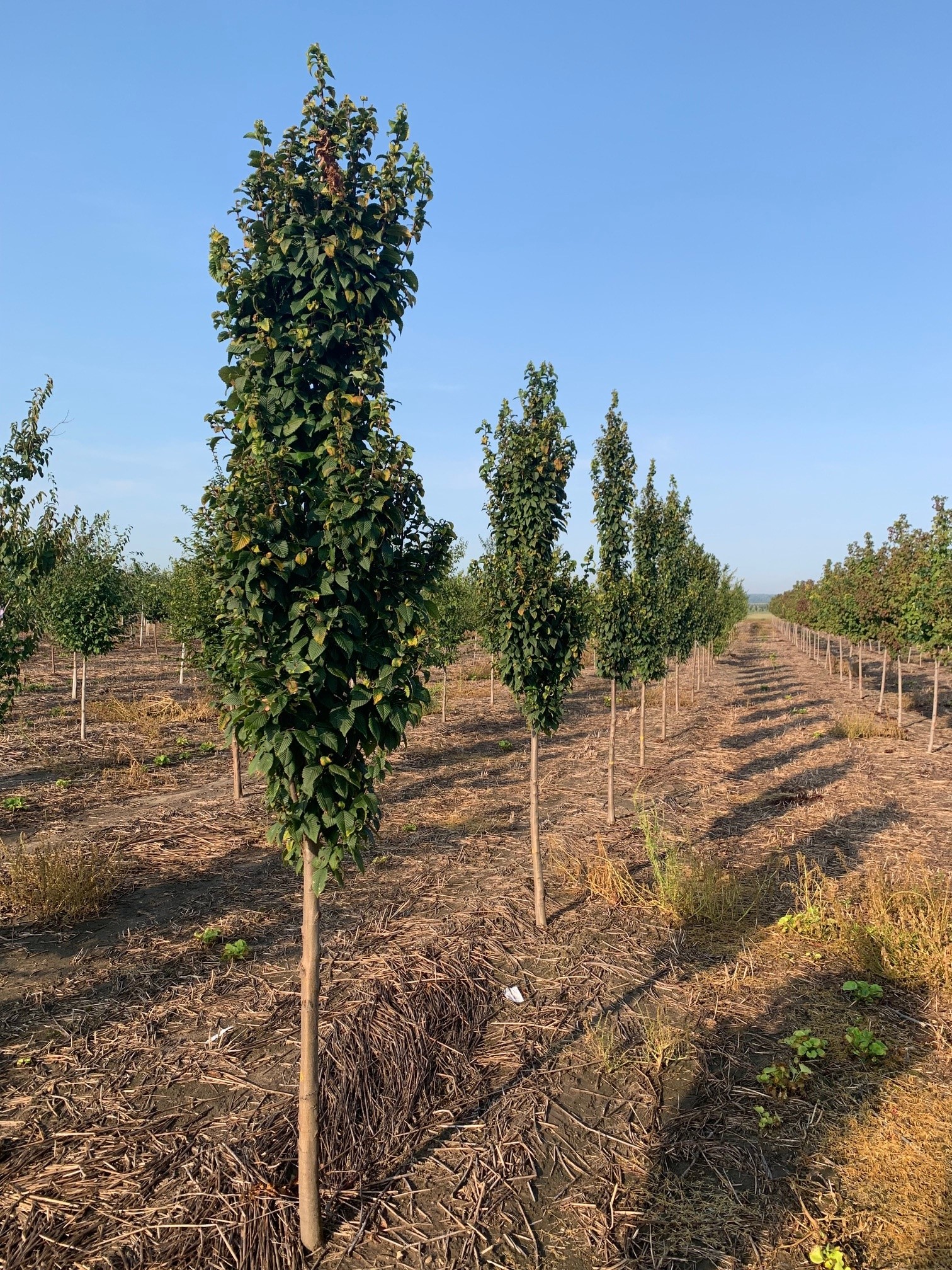 Carpinus betulus 'Lucas' Pyramidal Hornbeam Hornbeam, Pyramidal Lucas