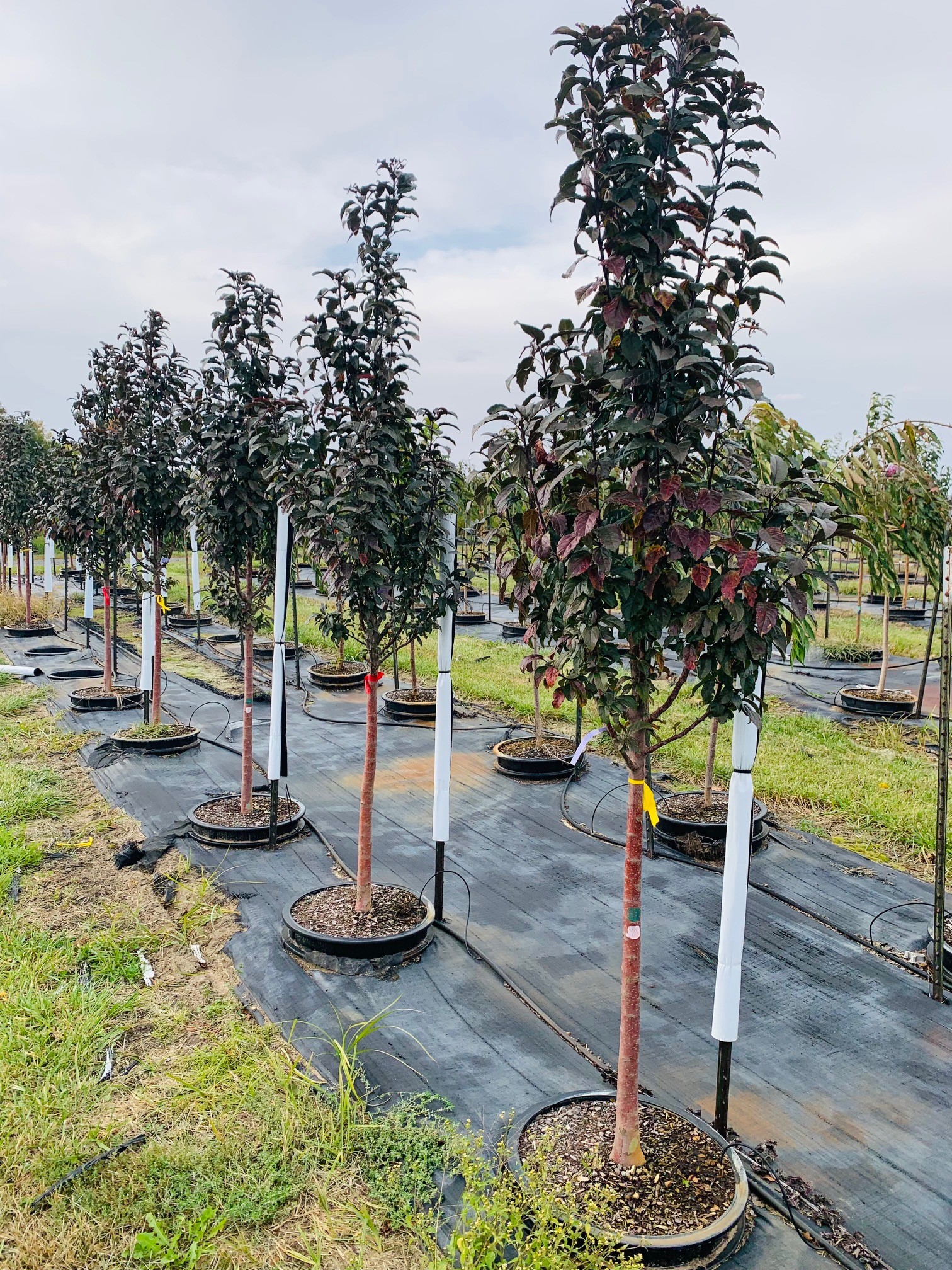 Malus 'JFS KW213MX' Raspberry Spear® Crabapple Crabapple, Raspberry