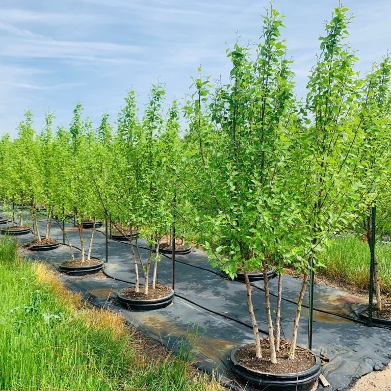 Betula nigra 'Cully' Heritage River Birch Birch, Heritage River from Kankakee Nursery