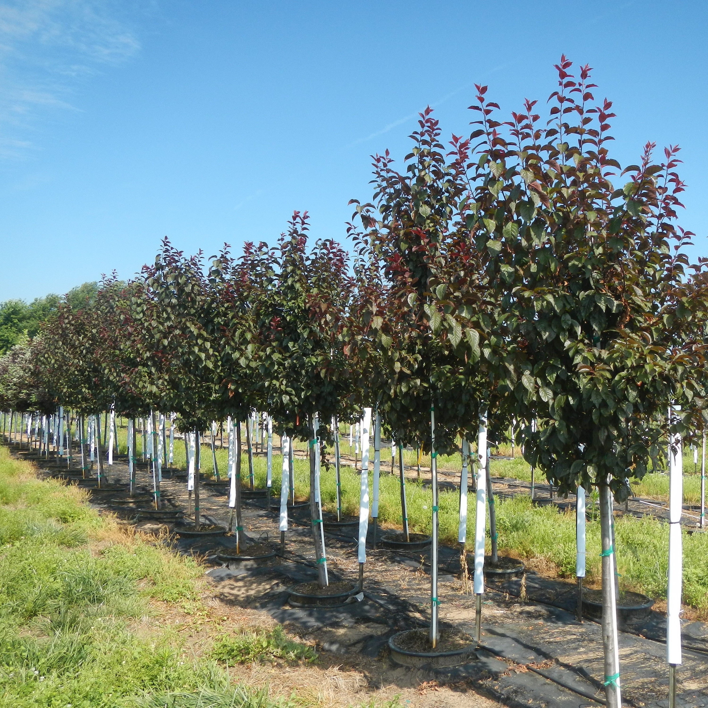 Prunus cerasifera 'Newport' Plum, Newport from Kankakee Nursery