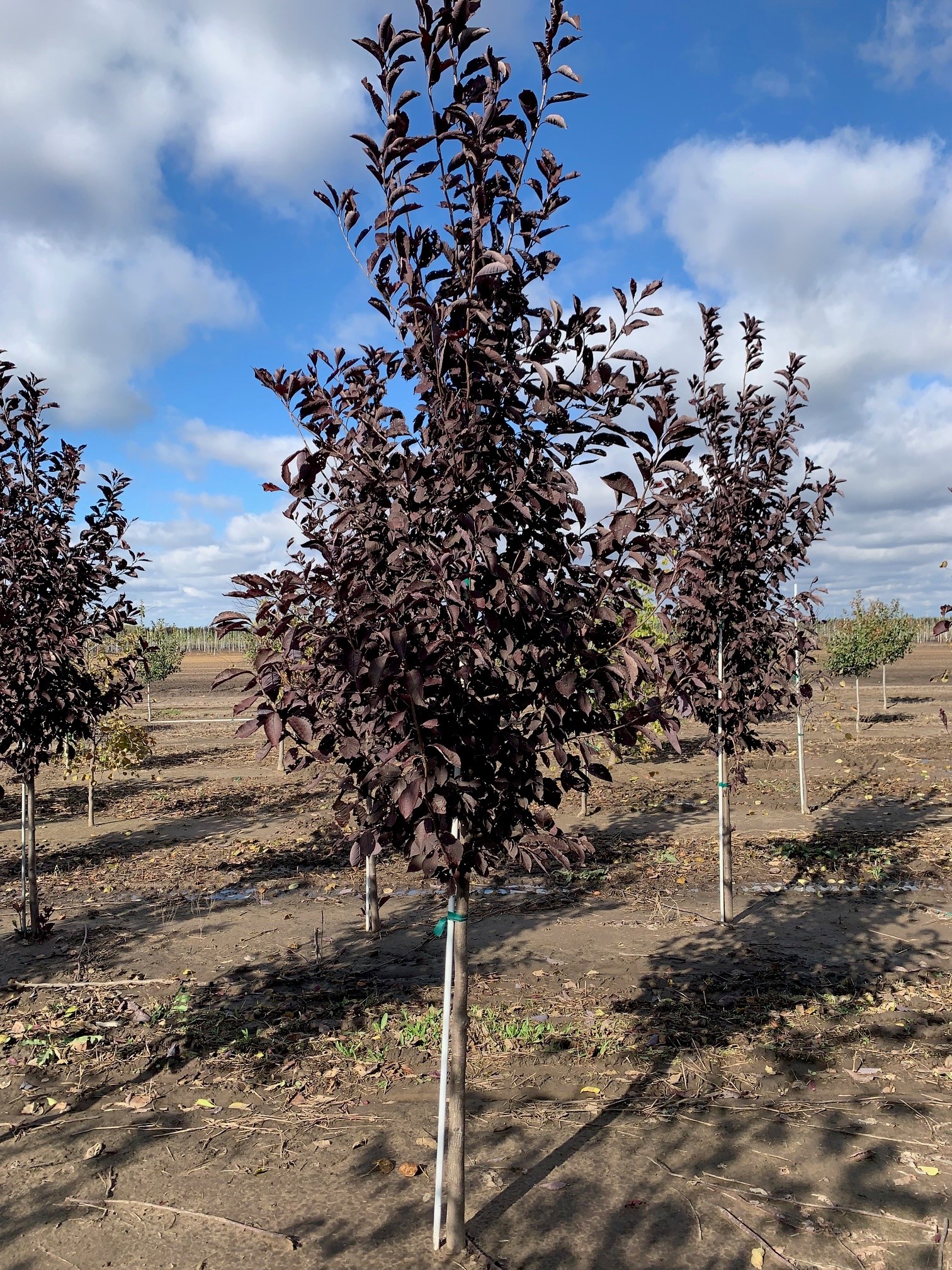 Prunus virginiana 'Canada Red' Chokecherry Chokecherry, Canada Red from
