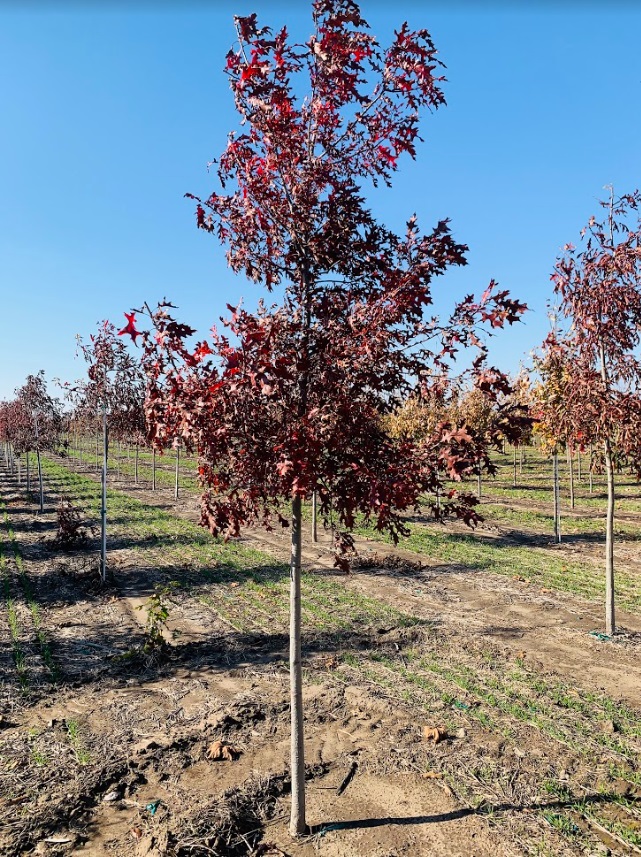 Quercus coccinea Scarlet Oak Oak, Scarlet from Kankakee Nursery