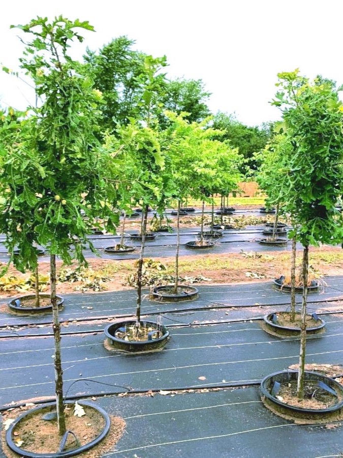 Burr Oak Gardens Fasci Garden