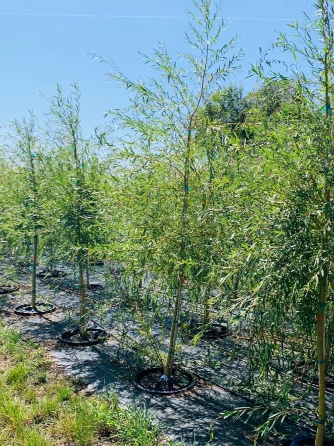 Salix alba 'Tristis' Golden Niobe Weeping Willow Willow, Golden Niobe