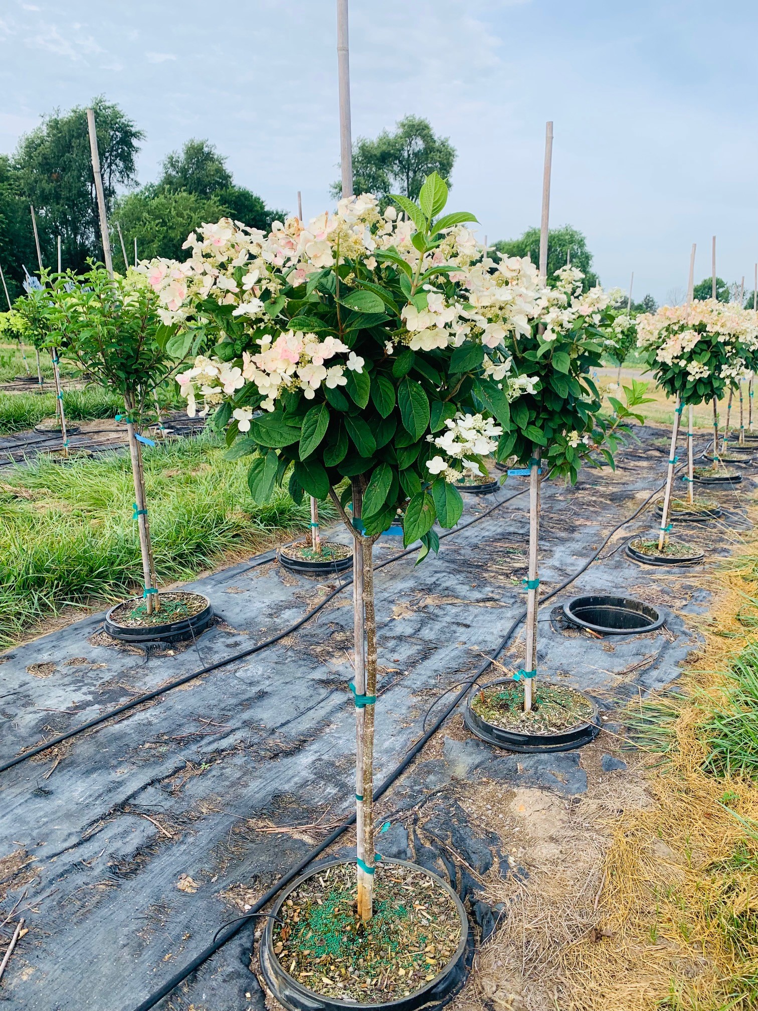 Hydrangea paniculata 'Bulk' Quick Fire® Hydrangea, Quick Fire® (Tree