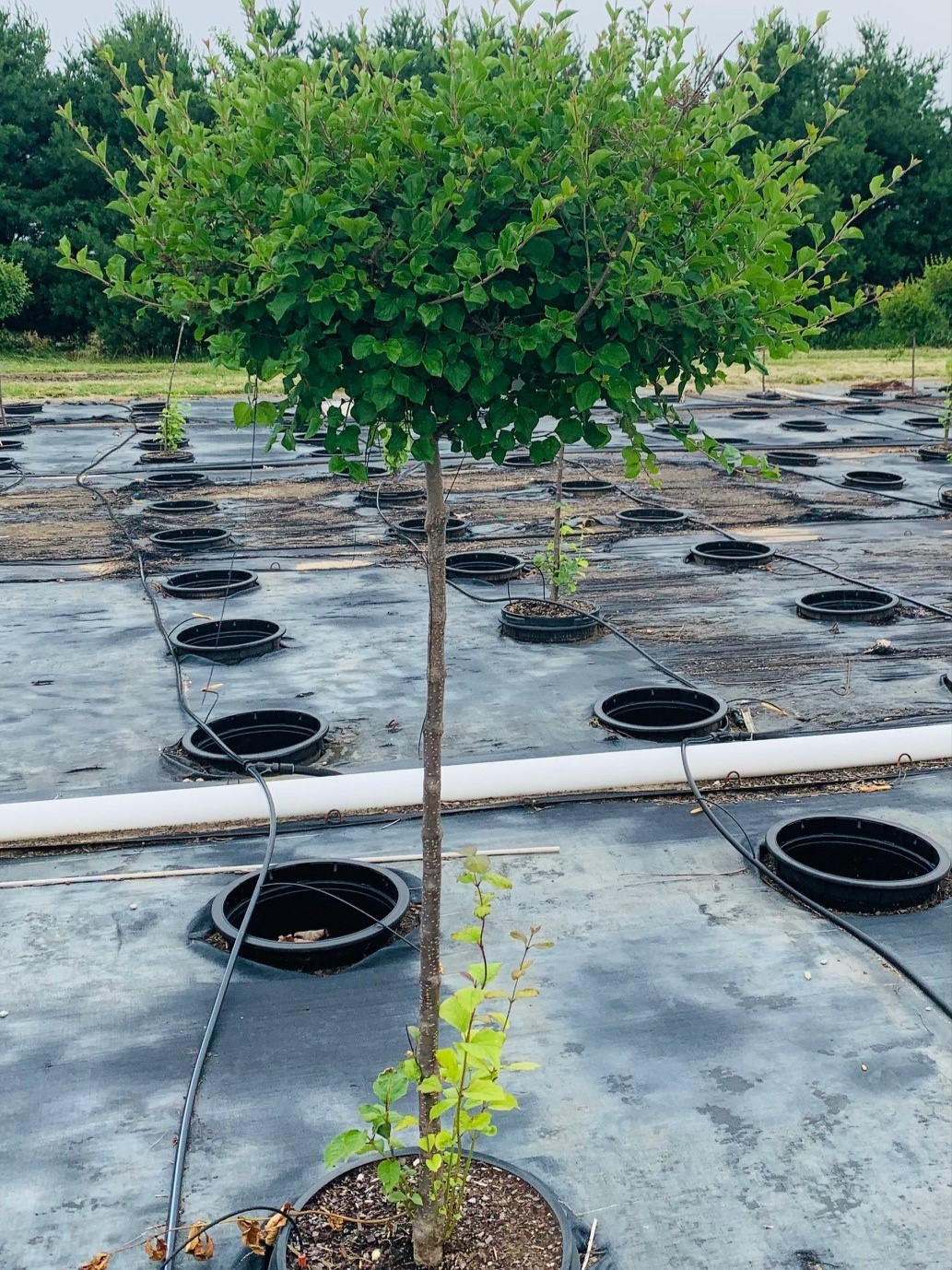 Syringa meyeri 'Palibin' Dwarf Korean Lilac Patio Tree Lilac, Dwarf