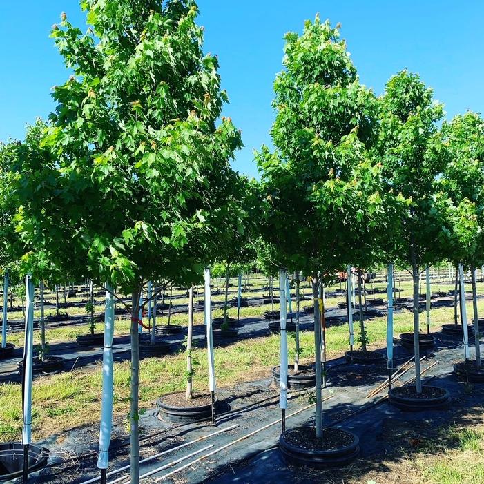 Acer rubrum 'Frank Jr.' Redpointe® Red Maple Maple, Redpointe® from