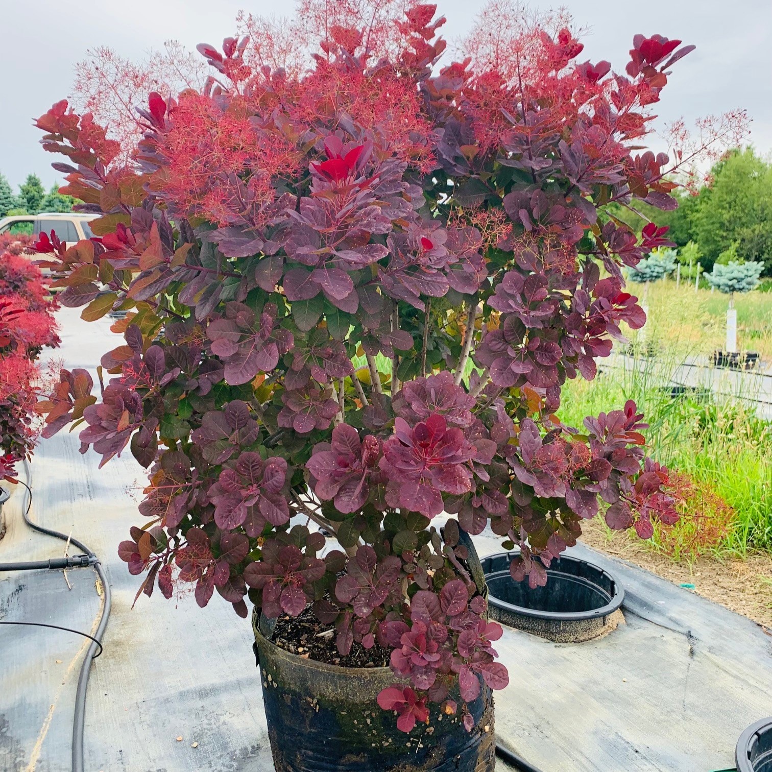 Cotinus coggygria Royal Purple Smokebush Smokebush, Royal Purple from