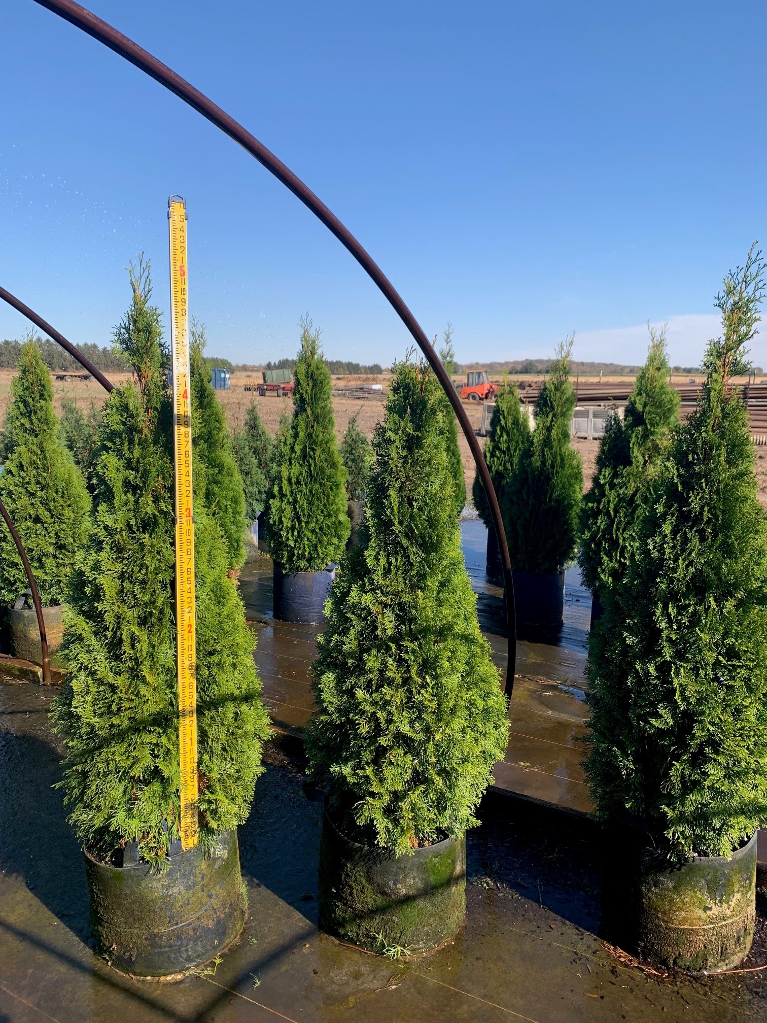 Thuja occidentalis 'Smaragd' Emerald Arborvitae Arborvitae, Emerald