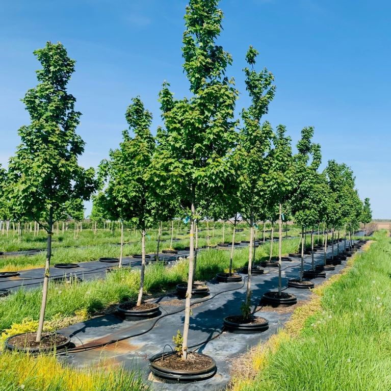 Acer rubrum 'Frank Jr.' Redpointe® Red Maple Maple, Redpointe® from