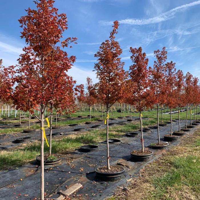 Acer rubrum 'Frank Jr.' Redpointe® Red Maple Maple, Redpointe® from