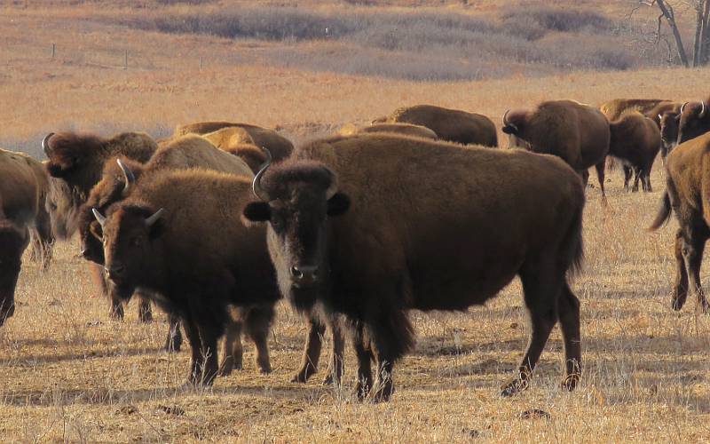 Elk and Bison photography at Maxwell Wildlife Refuge