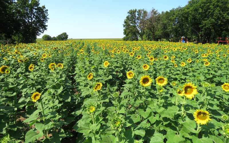 Walters Pumpkin Patch Burns, Kansas