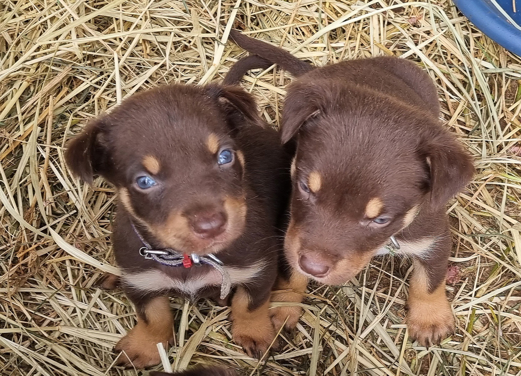 Are Australian Kelpie Puppies Lazy