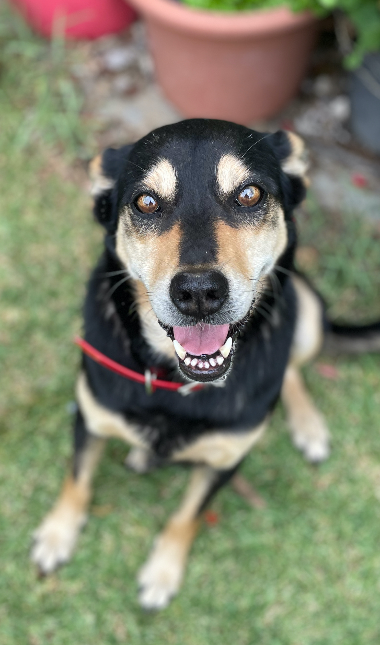 Why Do Dogs Show Off Their Bones