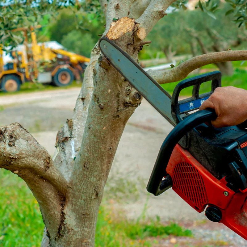 Tree Trimming Service Winter Garden, FL Free Estimates