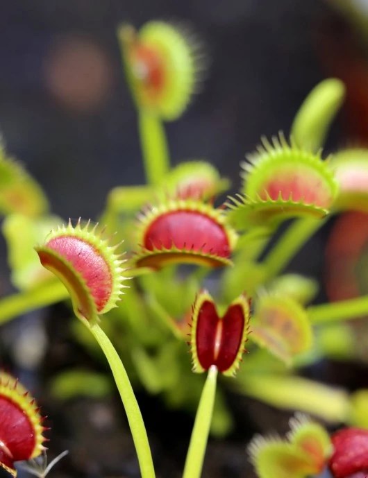 Plante carnivore Dionaea muscipula Dracula