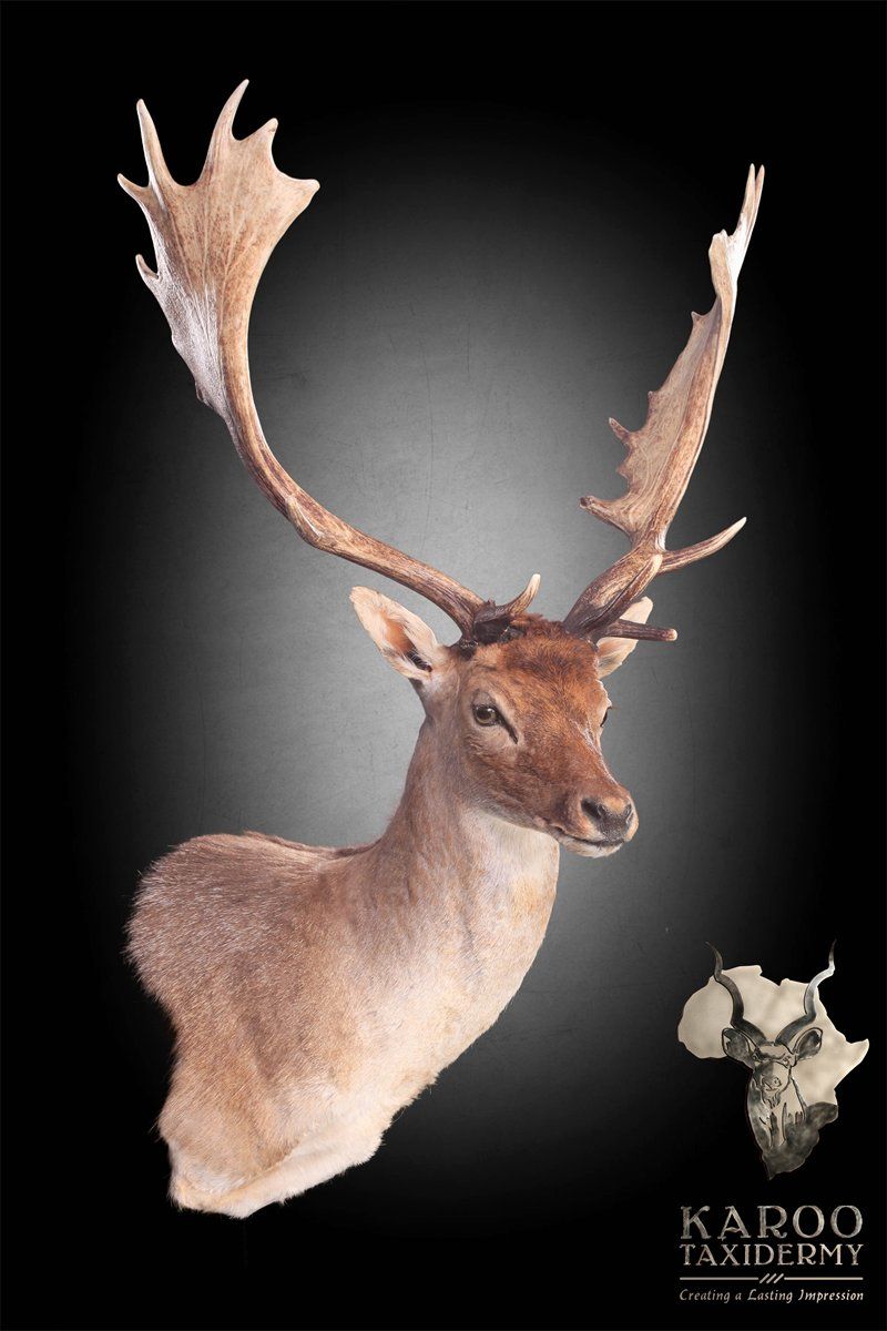 Fallow Deer Mounts