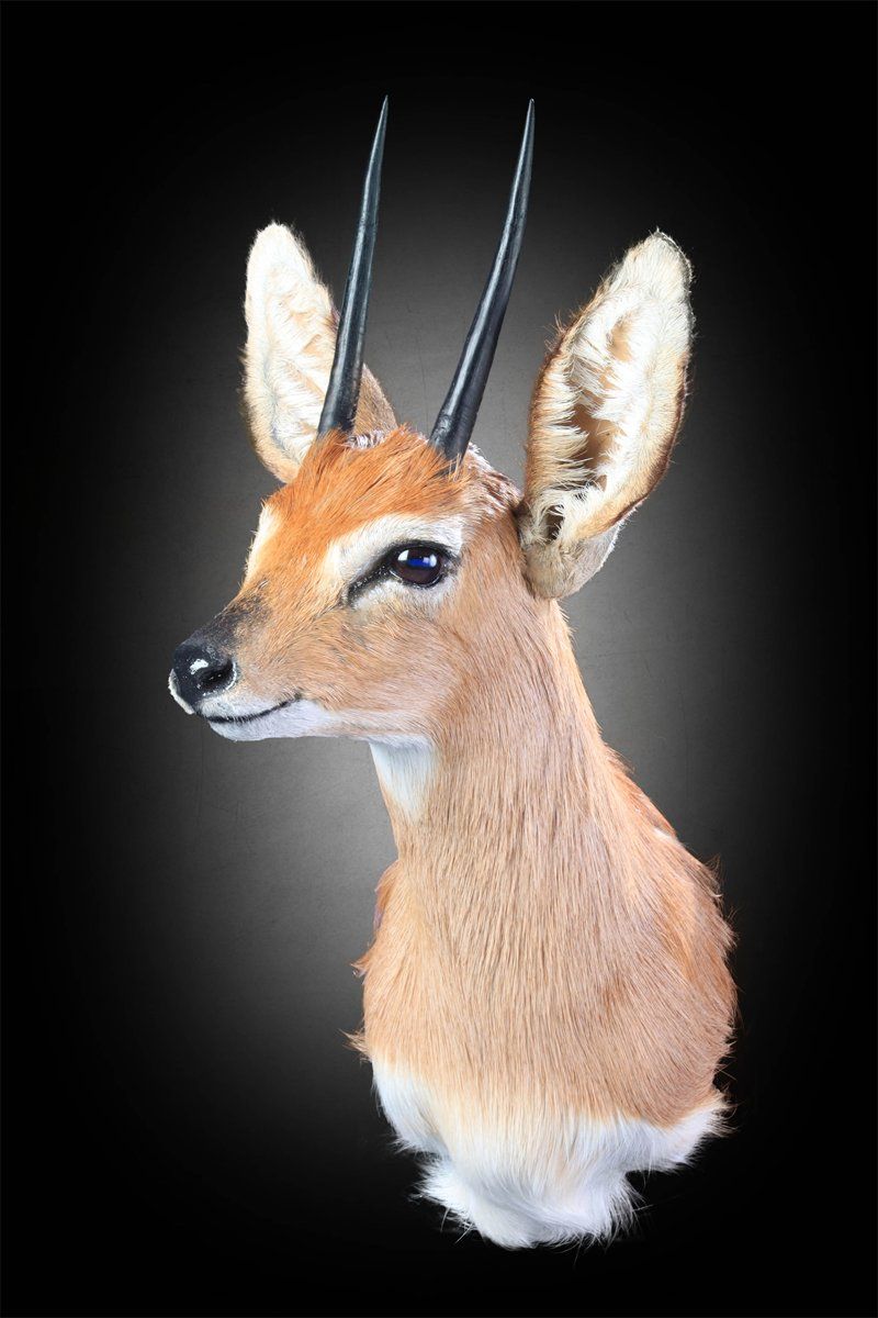 Steenbuck Mounts