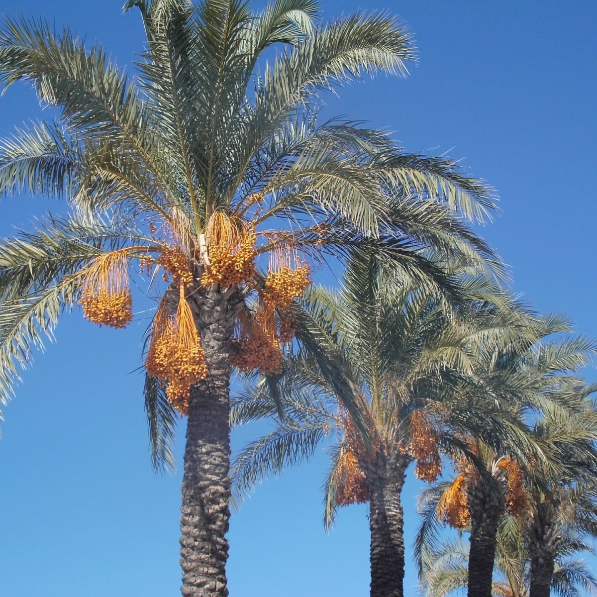 Date Palm vs Other Palms Spotting the Differences