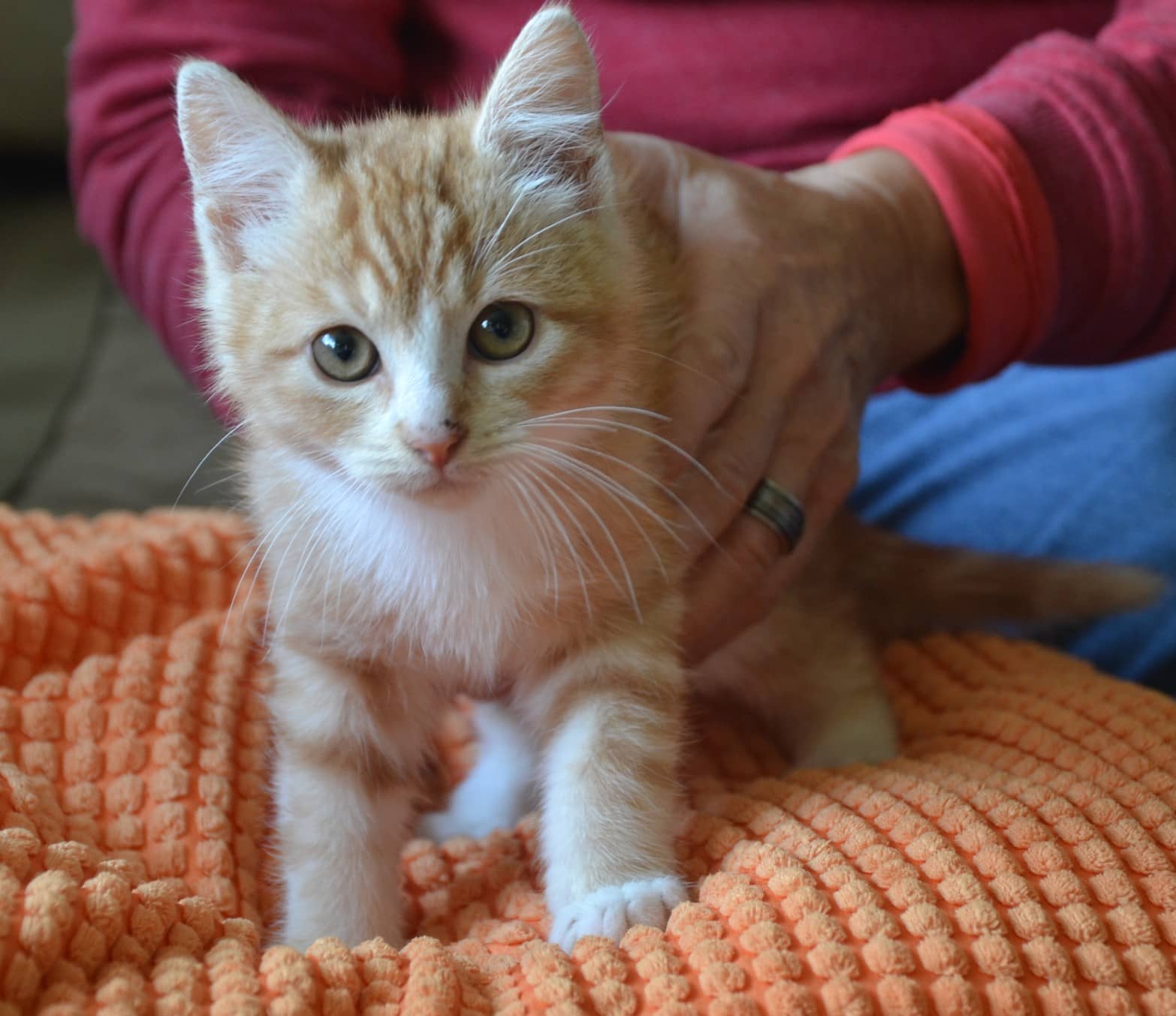 kitten Phoenix